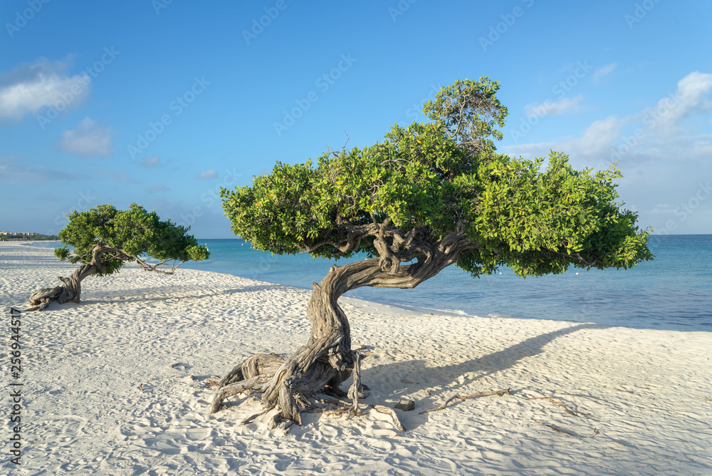 Divi Divi tree on the island of Aruba. Netherlands Antilles Divi Divi tree on the island of Aruba. Netherlands Antilles
