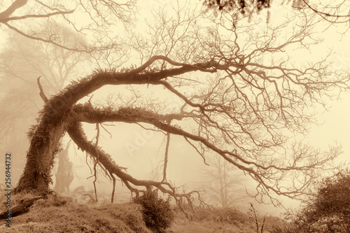 Slieve Gullion Forest Park Ireland