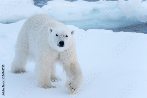 Polar Bear on sea ice walking towards the camera