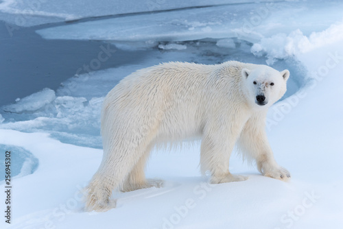 Polar Bear on sea ice looking at camera
