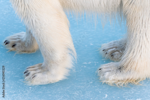 Close up of polar bear paws on ice