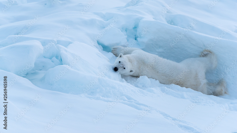 Polar Bear rolling around in the snow
