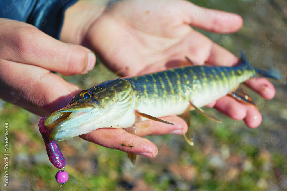 Open-mouthed pike caught on a jig & soft bait. Fish in the hand of