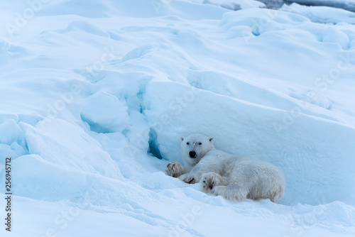 Polar Bear rolling around in the snow © James Stone