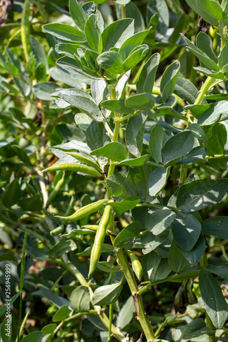  Vicia faba  also known as the broad bean  fava bean or tic bean.