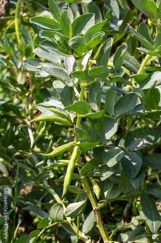  Vicia faba, also known as the broad bean, fava bean or tic bean.