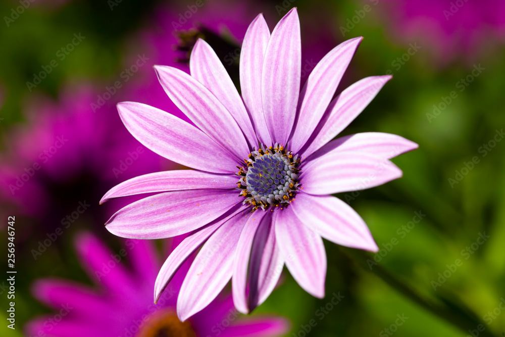 Purple flower in the garden; Osteospermum ecklonis. Spring season. Purple flower in the garden; Osteospermum ecklonis. Spring season.