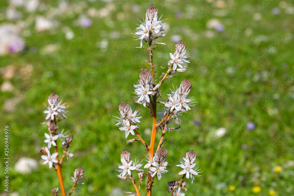 Fototapeta premium The herald of spring ; Asphodelus aestivus