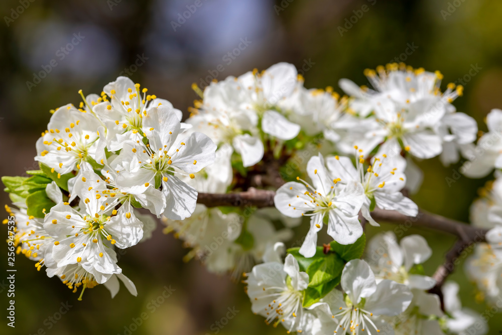 Green plum tree blossom in nature, spring season. Green plum tree blossom in nature, spring season.