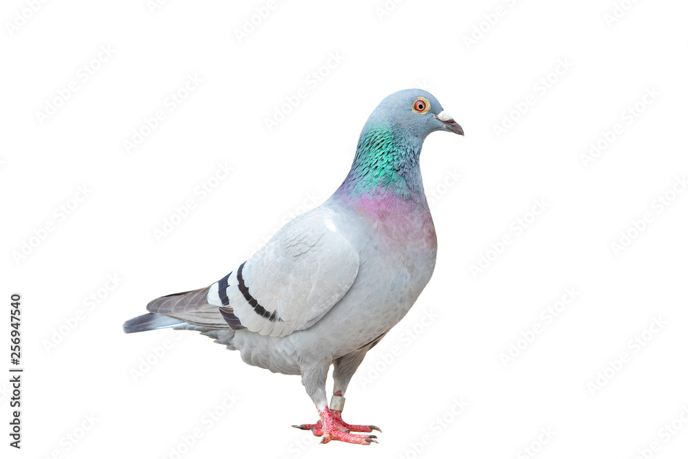 full body of speed racing pigeon bird standing isolate white background full body of speed racing pigeon bird standing isolate white background