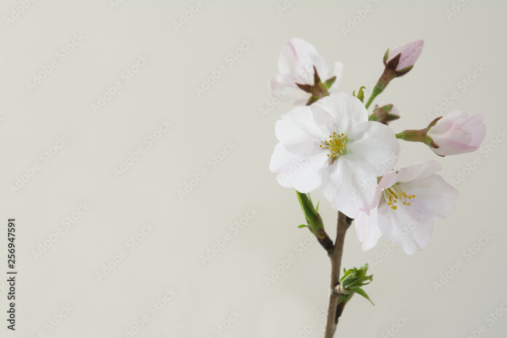 Obraz premium 桜の花 白背景