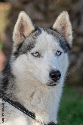 Siberian husky dog with blue eyes sits and looks  outdoors in nature on a sunny day  close up