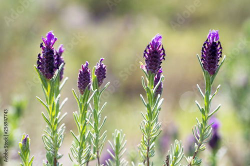 Beautiful lavenders blooming. Lavandula stoechas  French lavender  Spanish lavender  Topped lavender 