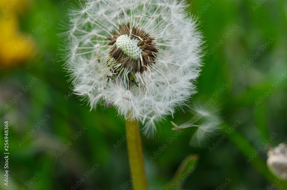 Fototapeta premium Dandelion Macro4