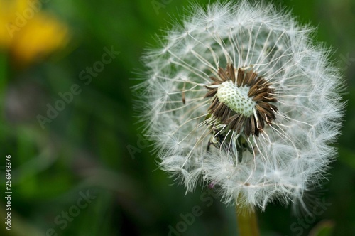 Dandelion Macro3