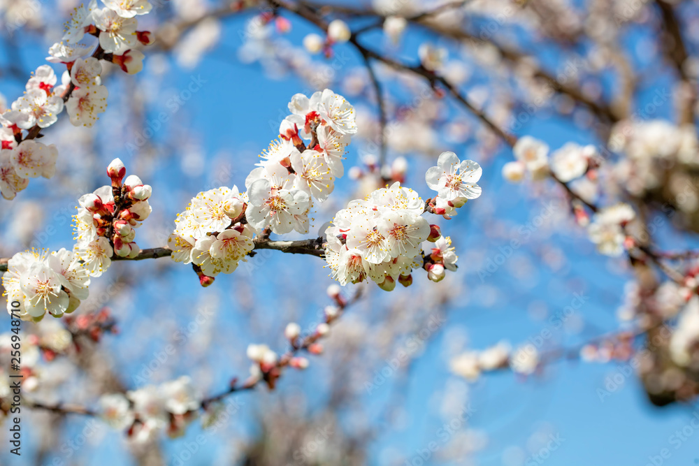 Apricot tree flowers with soft focus. Spring white flowers on a tree branch. Apricot tree in bloom. Apricot tree flowers with soft focus. Spring white flowers on a tree branch. Apricot tree in bloom.