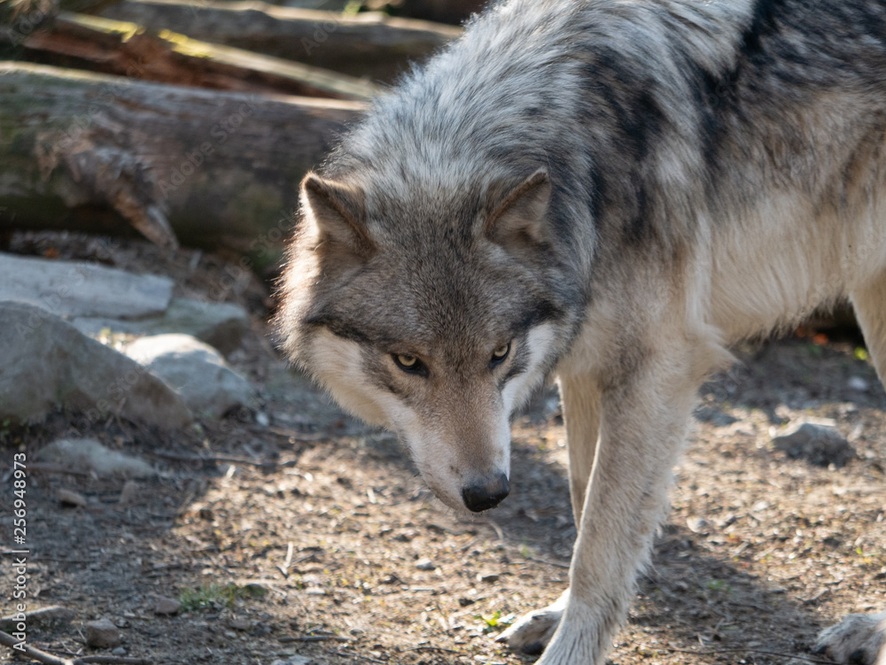 Wolf Wolf