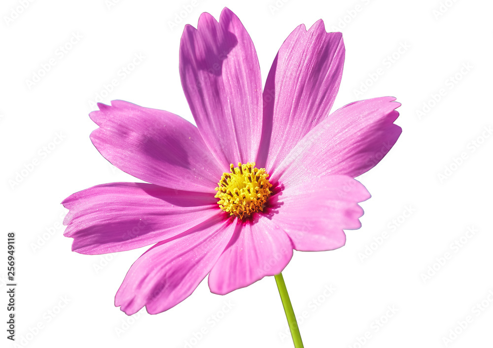 Cosmos flowers isolated on white background. Cosmos flowers isolated on white background.