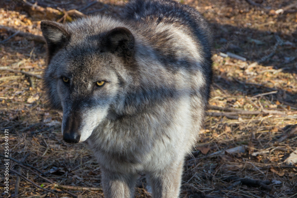 Fototapeta premium Wolf head closeup
