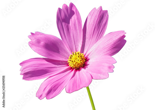 Cosmos flowers isolated on white background.