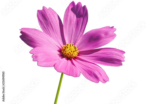 Cosmos flowers isolated on white background.