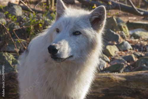 Wolf head closeup