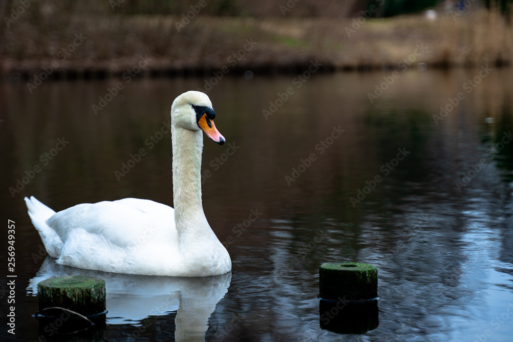 Obraz premium Swan in Pond Fall