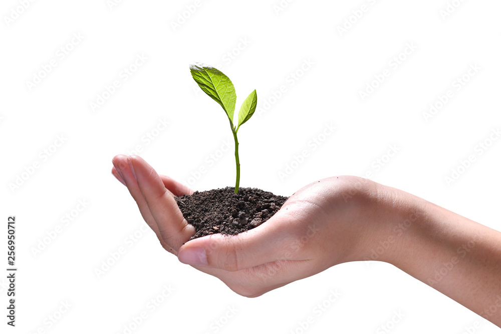 Hand holding and caring a green young plant isolated on white background Hand holding and caring a green young plant isolated on white background