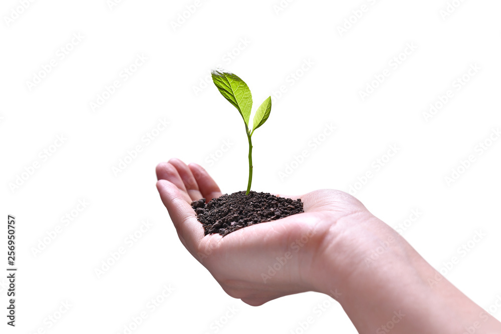 Hand holding and caring a green young plant isolated on white background Hand holding and caring a green young plant isolated on white background