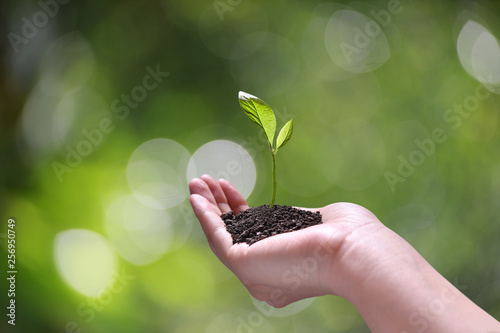 Hand holding and caring a green young plant on nature background
