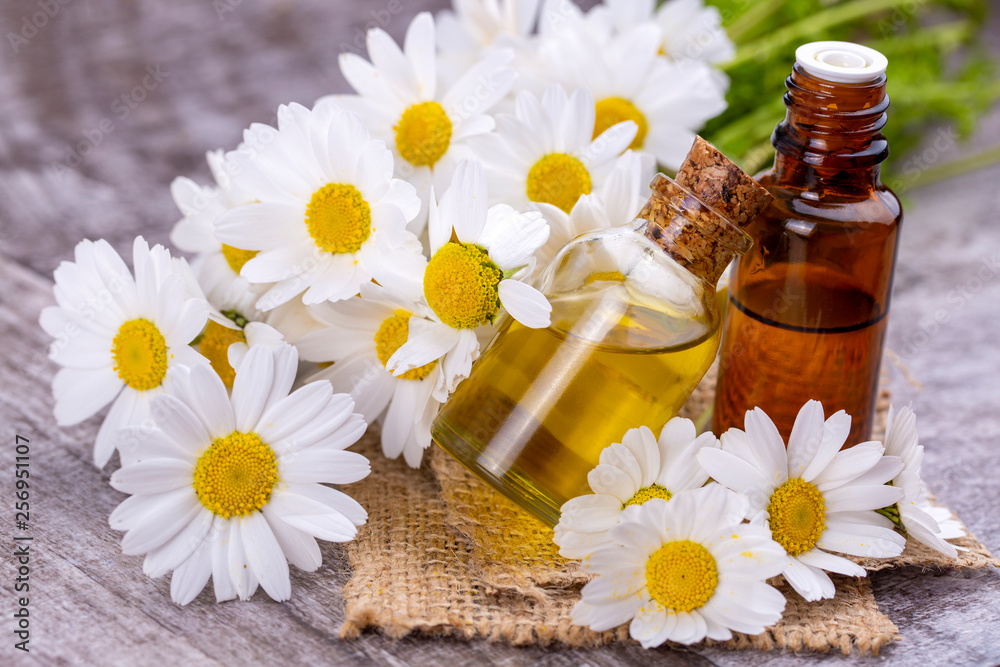 Essential oil in glass bottle with fresh chamomile flowers, beauty treatment. Essential oil in glass bottle with fresh chamomile flowers, beauty treatment.