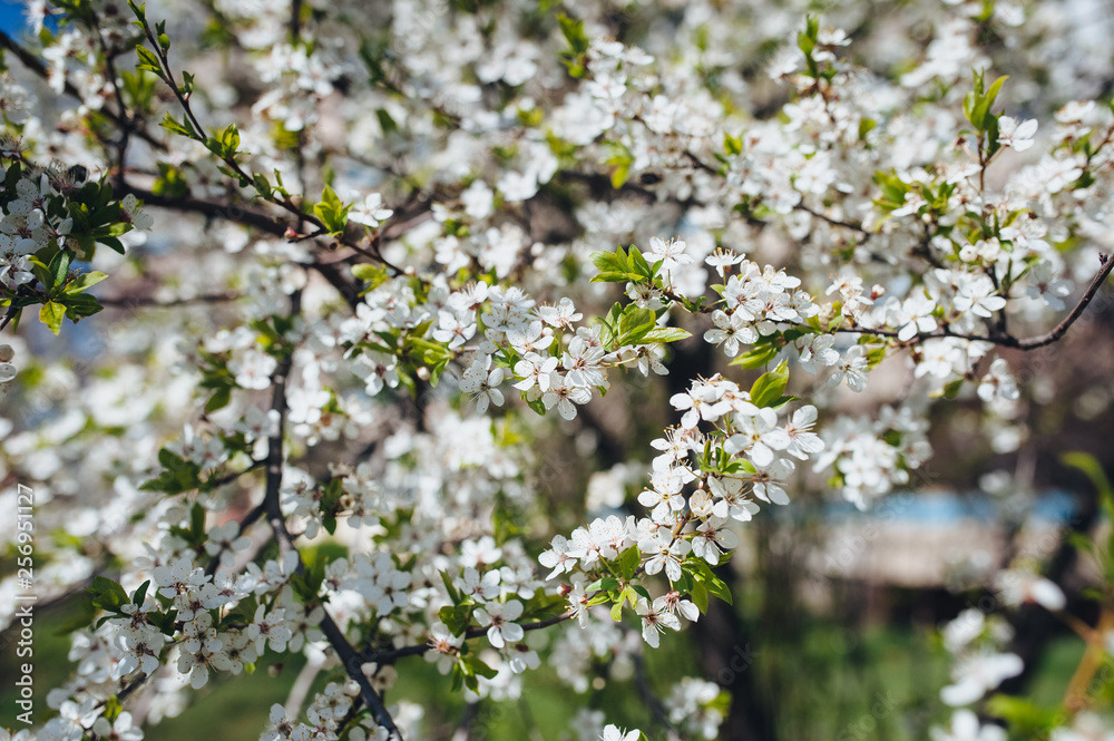 Flowering cherry in spring time on the background of a green park on a sunny day. The opening of the pestle on the branches. White flower, the onset of heat, copy space. Nature photography. Flowering cherry in spring time on the background of a green park on a sunny day. The opening of the pestle on the branches. White flower, the onset of heat, copy space. Nature photography.
