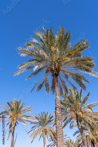 Palm trees by the beach at Valencia Spain