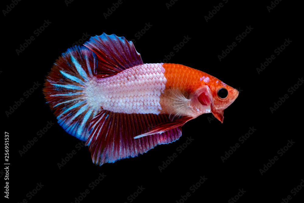 Betta fish Fight in the aquarium Betta fish Fight in the aquarium
