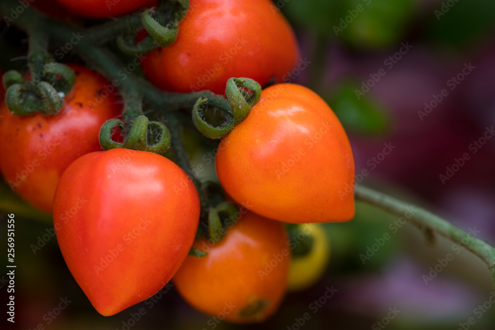 Fresh tomato plant in garden