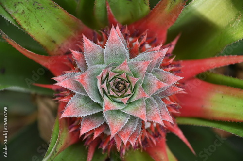 The pineapple flower