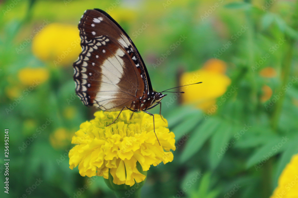 butterfly on beautiful yellow flower