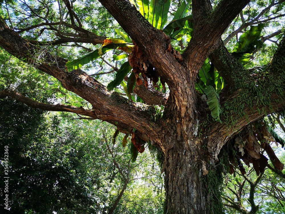 Closeup with the branches tree. 