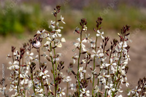 Arugula flower. Eruca lativa plant. Rucola blossom. Farmland arugula. photo