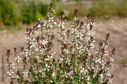 Arugula flower. Eruca lativa plant. Rucola blossom. Farmland arugula. photo