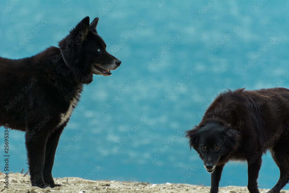 Naklejka premium Black dog standing on the beach.