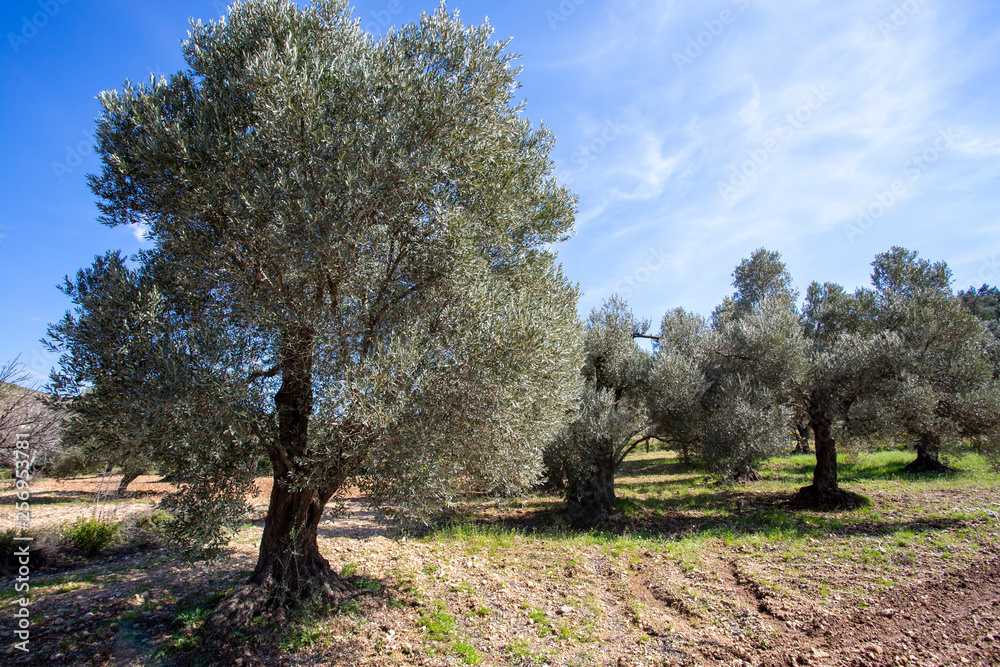 Green olive tree. Urla / Izmir / Turkey. Agriculture concept photo. Green olive tree. Urla / Izmir / Turkey. Agriculture concept photo.