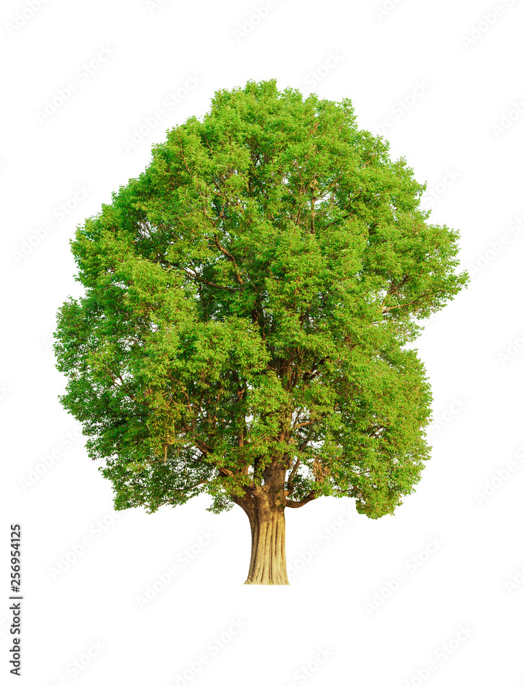 Tree isolated white background Tree isolated white background