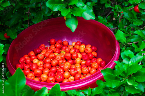 Photos acerolas in bowls