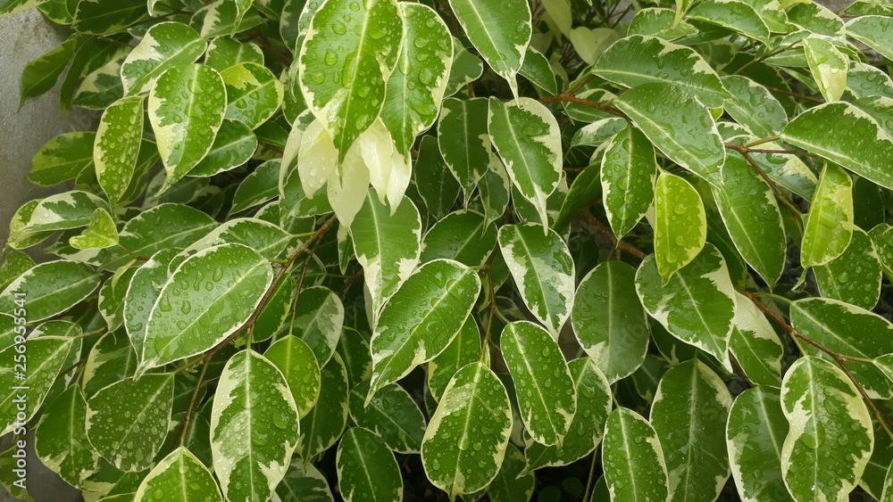 lush foliage background lush foliage background
