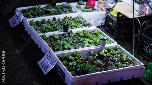 Dalat,Vietnam.-NOV.03.2018:Green young succulent plants in small pots for sale in the market,Vietnam