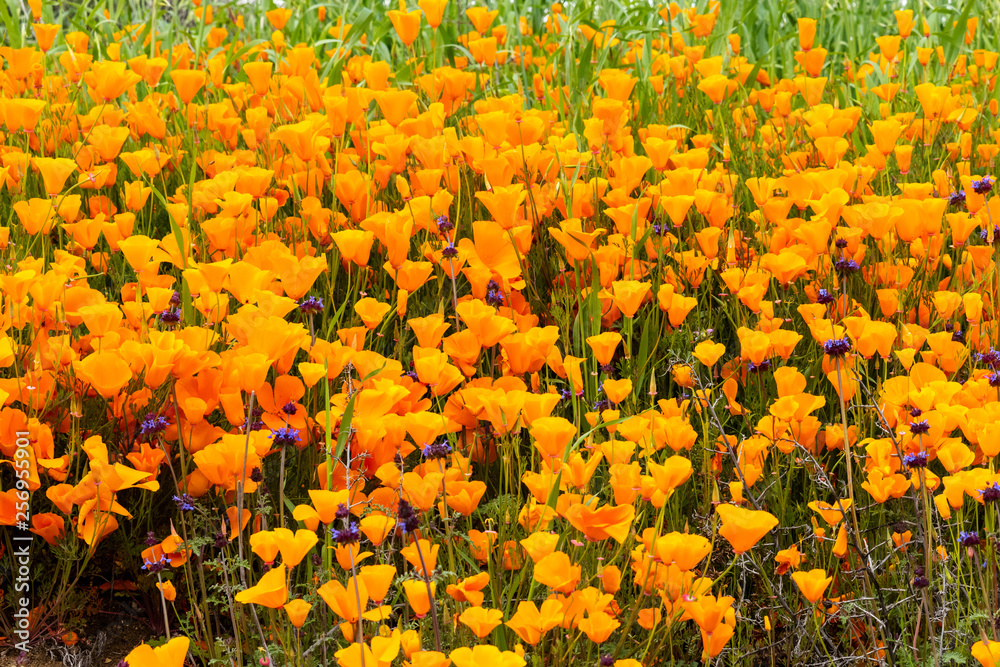 California Poppy ( Eschscholzia californica) Color Explosion