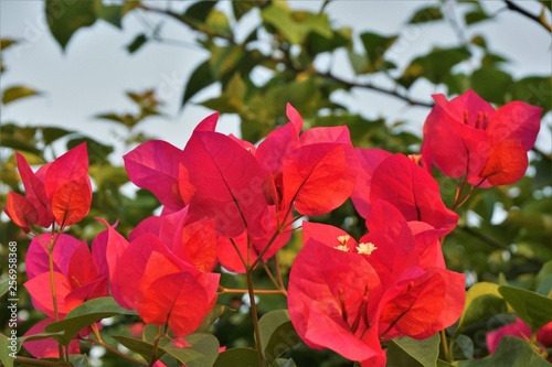 Pink Bougainvillea bouquet blooming on the tree with green leaves look colorful and beautiful ,Huahin Thailand.