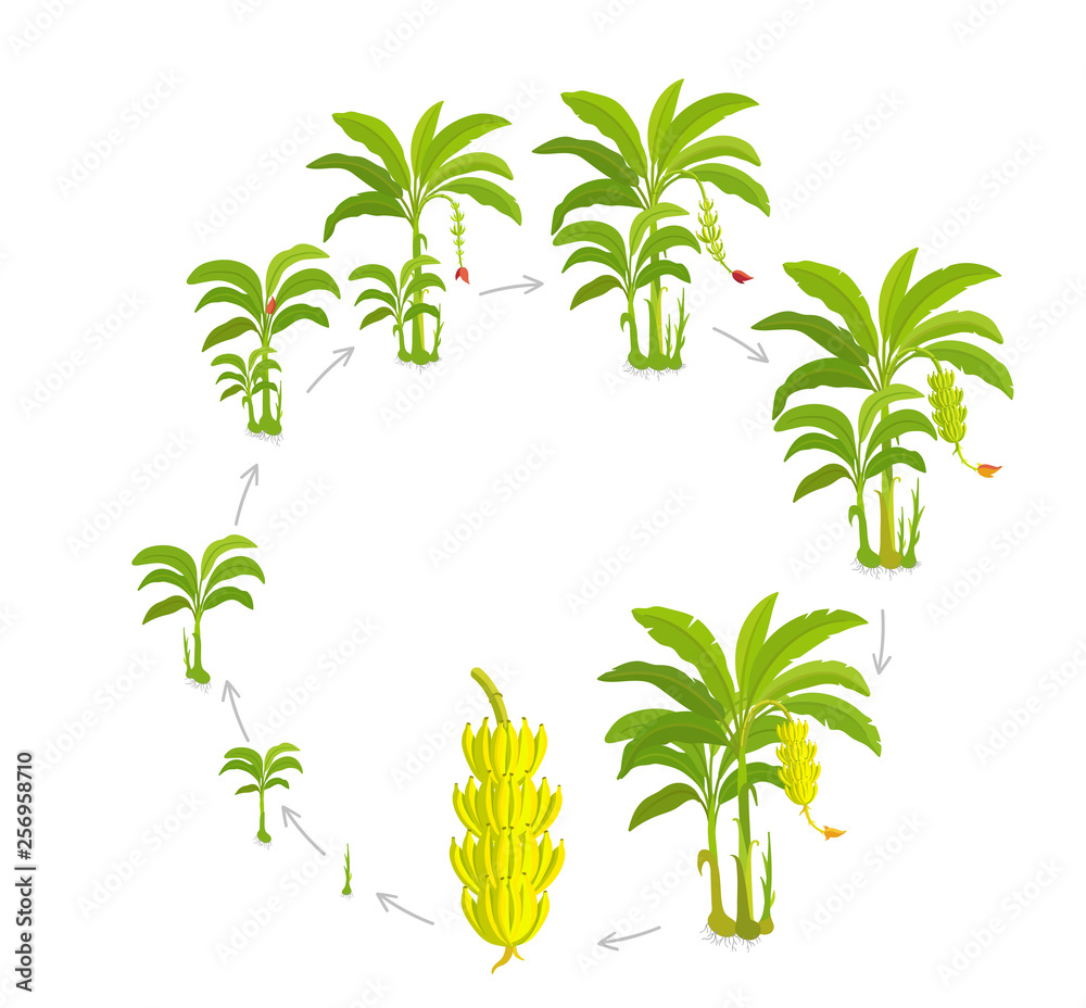 Round Crop cycle for banana tree. Crop stages bananas palm. Circular growing plants. Round harvest growth biology. Musa vector Illustration.