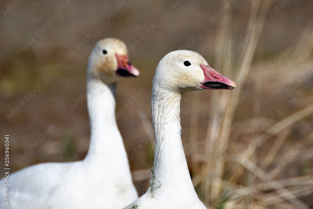 白雁 はくがん ハクガン Snow Goose 白雁 はくがん ハクガン Snow Goose